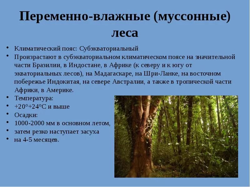 Природная зона влажные экваториальные леса особенности климата. Зона муссонных субтропических лесов таблица. Переменно влажные муссонные леса пояс. Муссонные леса природная зона. Зона переменно влажных муссонных лесов климат.