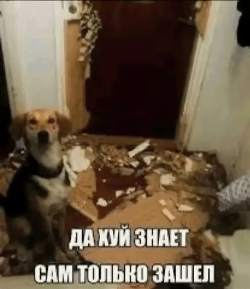 Собака мем сам только зашел Ответы : Вы привлекательны, он чертовски привлекателен, чего время терять