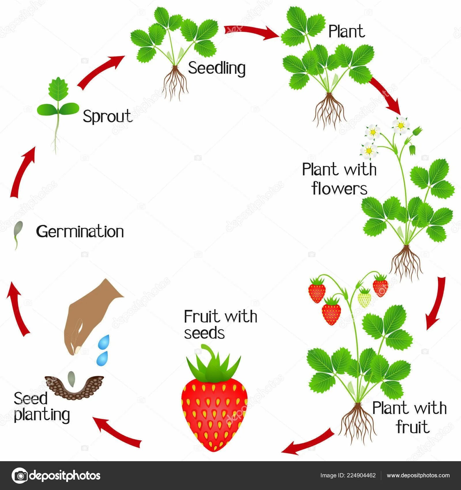 Жизненный цикл клубники. Жизненный цикл растений для детей. Жизненный цикл цветка для дошкольников. Цикл развития растений для дошкольников. Plant cycle