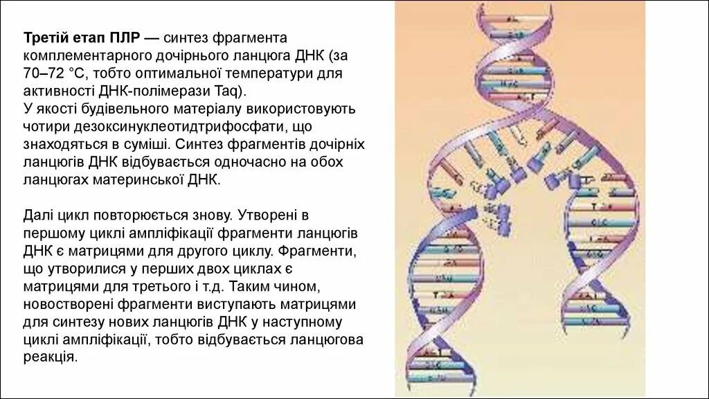 Днк методом tunel. ДНК диагностика. (ДНК диагностика) анализ. Подтверждающая ДНК диагностика. ДНК диагностика последовательное проведение.