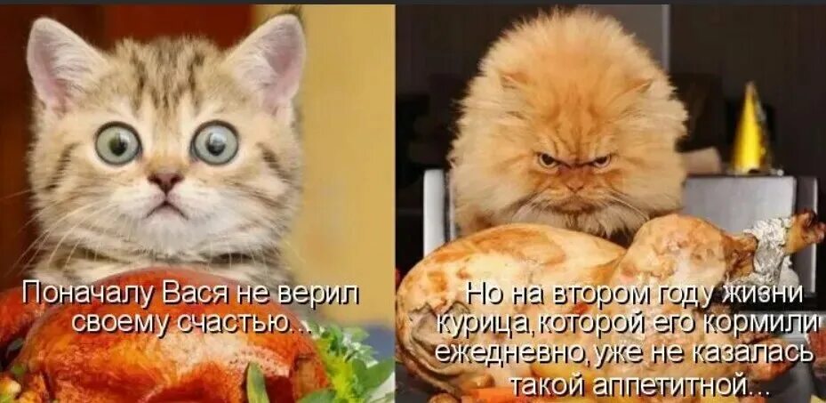 Не могу есть курицу. Мемы с котами и едой. Смешные коты с едой с надписями. Котик с едой с надписями.