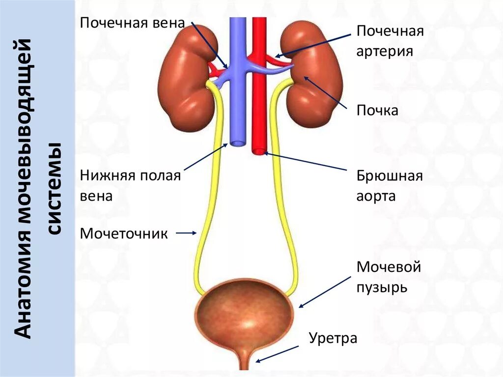 Почечная артерия Вена мочеточник. Почка артерия Вена мочеточник. Мочевыводящие пути мочеточники строение. Мочеточники и мочевой пузырь анатомия.