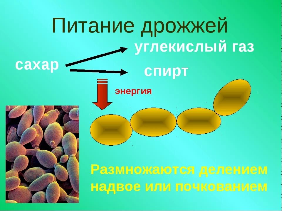 Почему некоторые одноклеточные грибы называют патогенными. Дрожжи грибы 5 класс биология. Строение одноклеточных грибов дрожжи. Одноклеточные грибы дрожжи биология. Строение дрожжевых грибов.