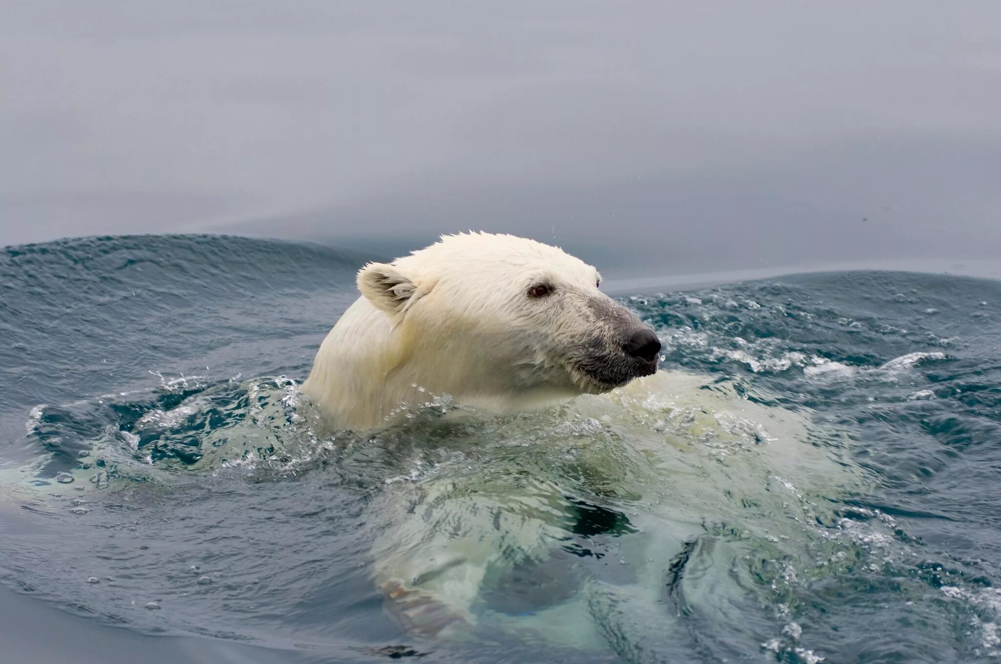 Море Лаптевых белые медведи. Море Бофорта. Северный Ледовитый океан белый медведь. Море Бофорта фауна.