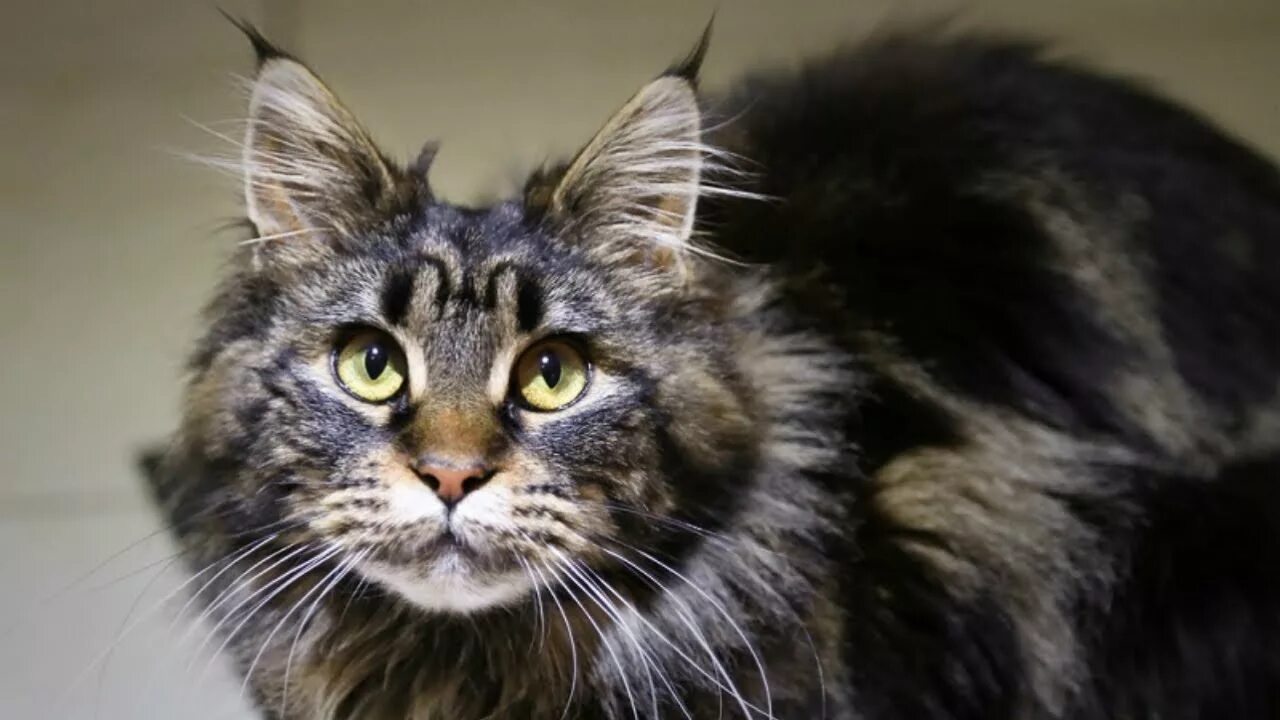 Черный мраморный мейн кун. Мейн кун ричи. Еу мейн. Кот мейн кун. Мейн кун рекс.