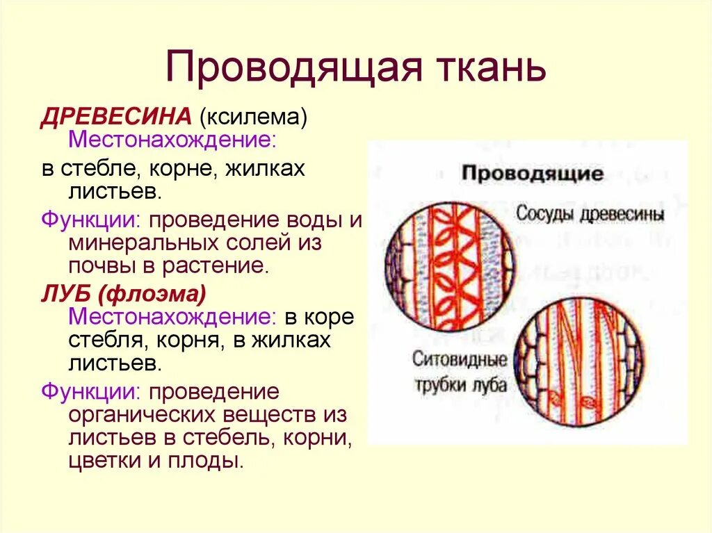 Ткани растений Ксилема флоэма. Ткани растений Луб и древесина. Проводящая ткань функции и строение 6 класс биология. Проводящие ткани растений местонахождение. Какие вещества проводят сосуды