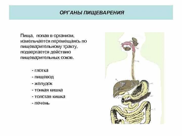 Из каких отделов состоит пищеварительный тракт млекопитающих. Пища по пищеварительному тракту. Цепочка органов пищеварения. Схема передвижения пищи по пищеварительному тракту. Цепочка органов системы пищеварения.