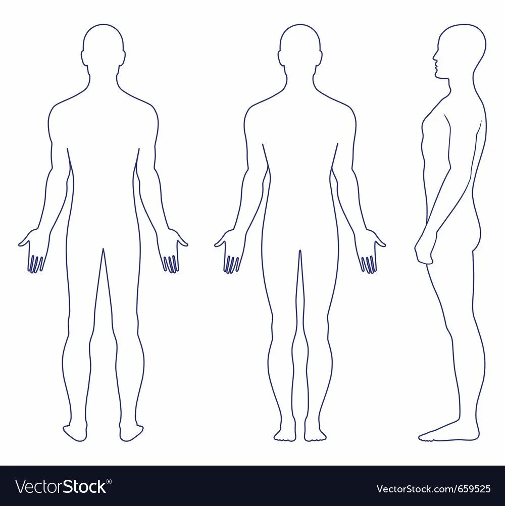 Анатомия тела мужчины референс. Человек с 4 сторон. Фигура мужчины с разных ракурсов. Модель человека збраш анатомия. Макет человеческой головы.