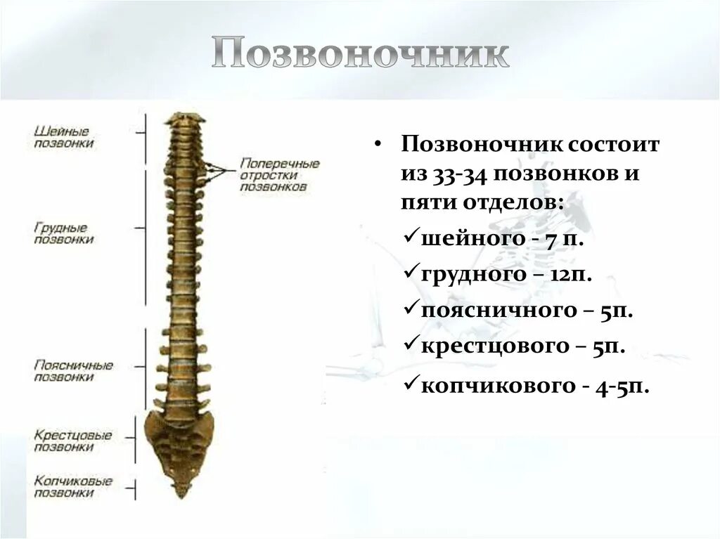 Грудной отдел позвоночника это. Шейный отдел позвоночника состоит из 5 позвонков. Позвоночник отделы позвоночника сакральный. Позвоночник человека 7 позвонок грудного отдела. Скелет пояснично-крестцового отдела позвоночника человека.