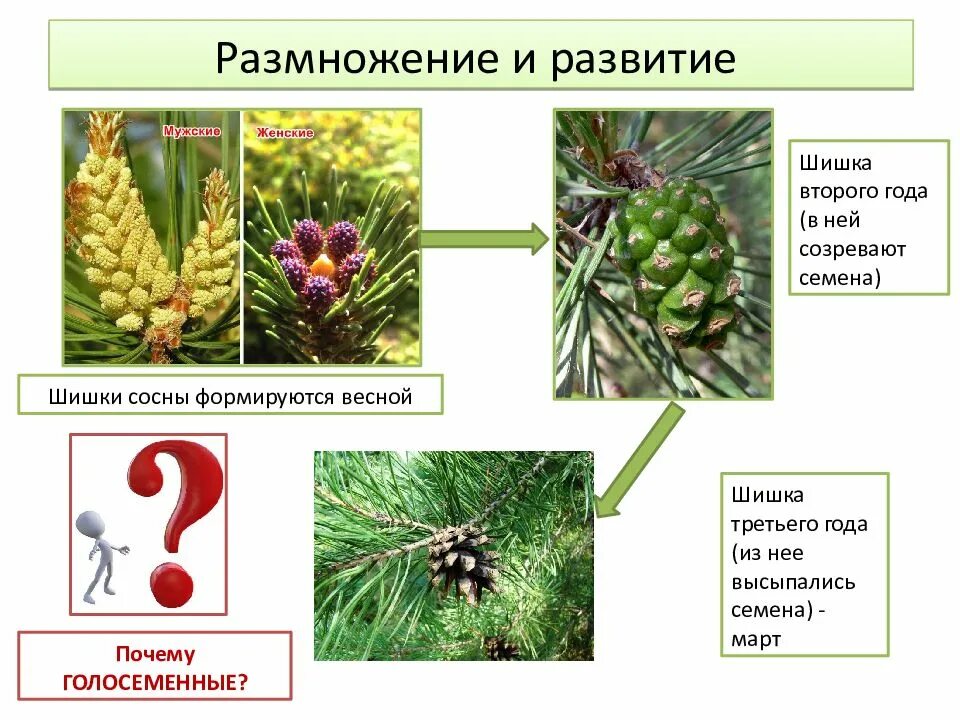 Основные признаки голосеменных растений 7. Голосеменные шишки сосны. сосна сибирская отдел голосеменные. что такое голосеменные растения в биологии. характеристика голосеменных растений.
