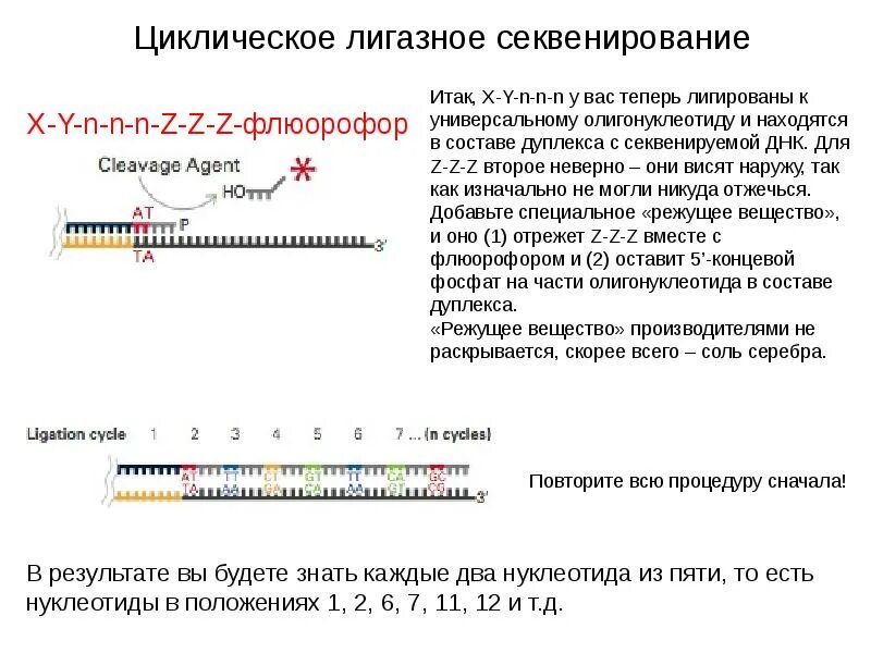 Секвенирование гена. Циклическое лигазное секвенирование. результаты секвенирования. секвенирование днк. секвенирование солид.