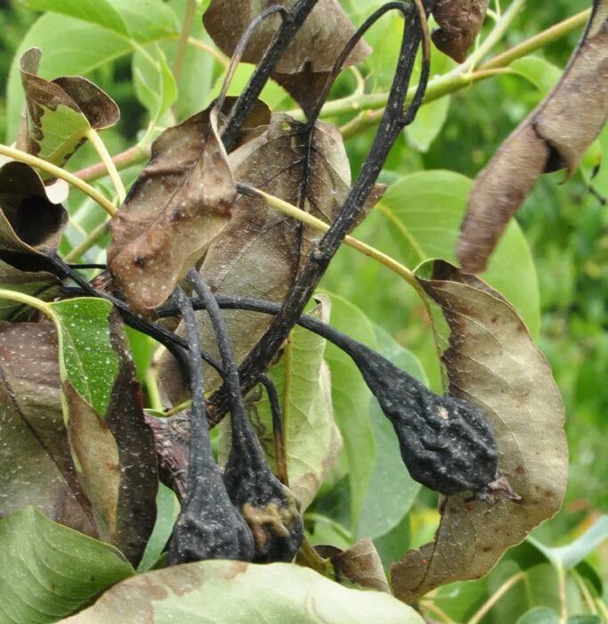 бактериальный ожог черешни. бактериальный ожог кизильника блестящего. монилиоз листьев у груши. бактериальный. эрвиния на груше.