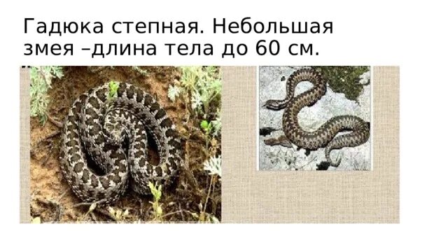 Степная гадюка сообщение 4 класс кратко. Степная гадюка сообщение 4 класс кратко