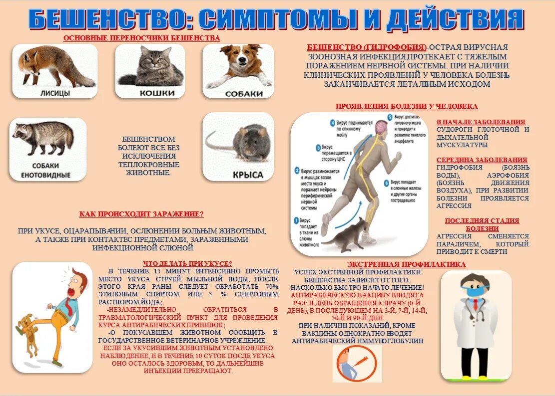 Может ли человек быть переносчиком кори. Профилактика бешенства плакат. Профилактика бешенства. Профилактика бешенства у людей. Бешенство памятка.