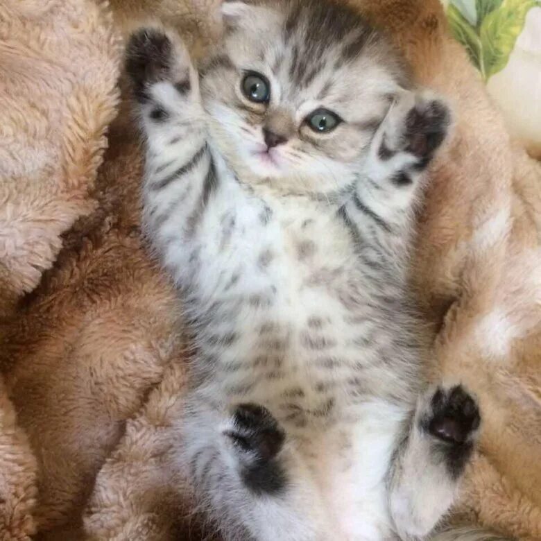 Авито питомцы. Брянская котята. брянск коты. авито животные. кошки бесплатно в брянске.