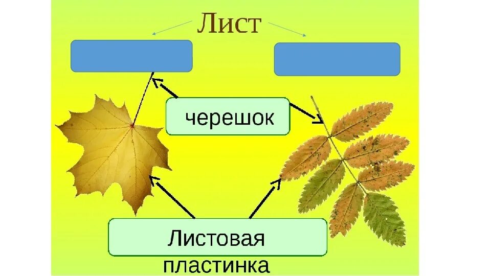 Параметр измерения листьев 5 класс биология