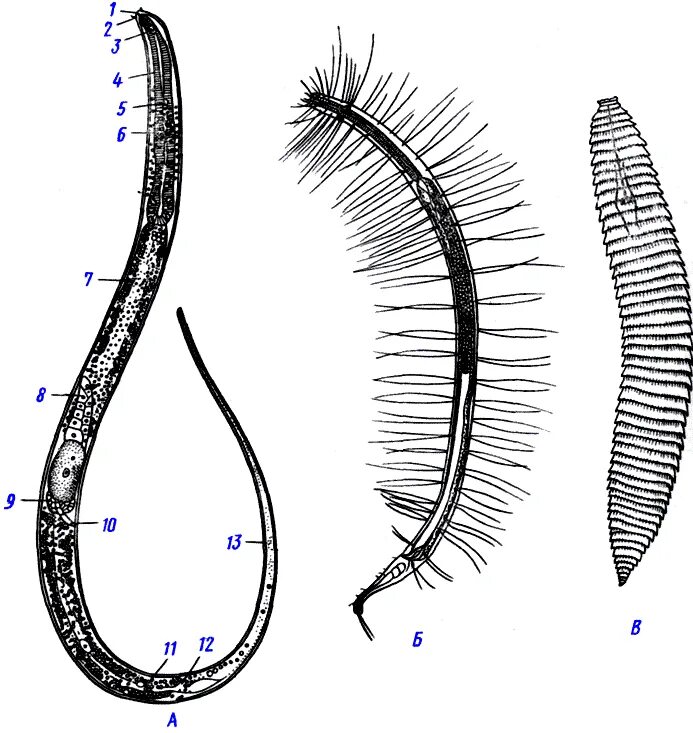 свободноживущие нематоды черви. круглые черви паразиты классы. свободноживущие нематоды. свободноживущие нематоды представители. представители свободноживущих круглых червей.