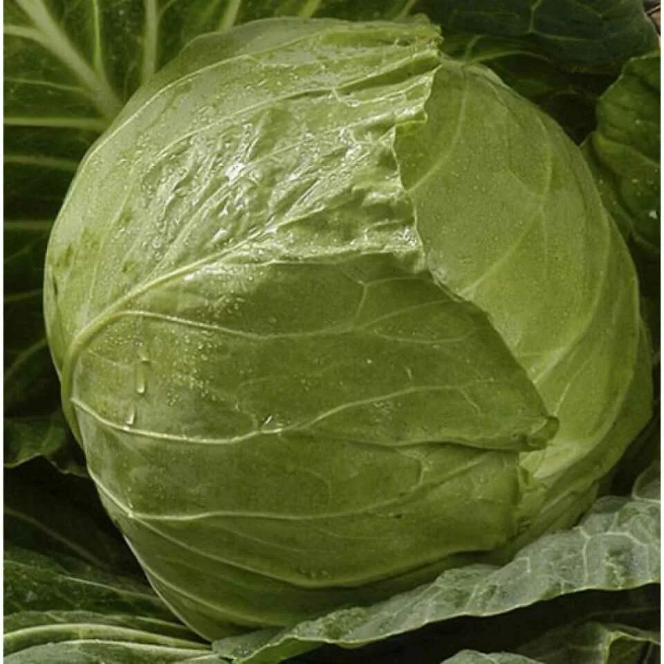 Капусты сортов ф1