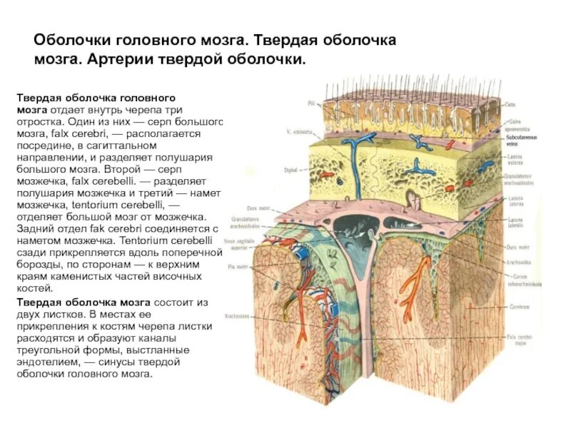 Какие оболочки мозга. Отростки твердой оболочки головного мозга. Твердая мозговая оболочка головного мозга схема. Отростки твердой мозговой оболочки головного мозга. Серп большого мозга твердая оболочка головного мозга Falx Cerebri.