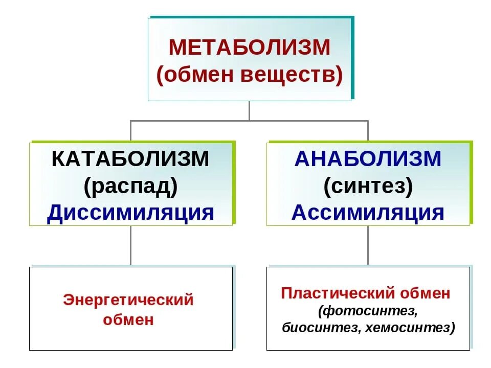 Схема обмена веществ анаболизм катаболизм. Обмен веществ схема 9 класс. Ассимиляция и диссимиляция метаболизм. Обмен веществ пластический и энергетический обмен биология 9 класс. Имп ассимиляция читать