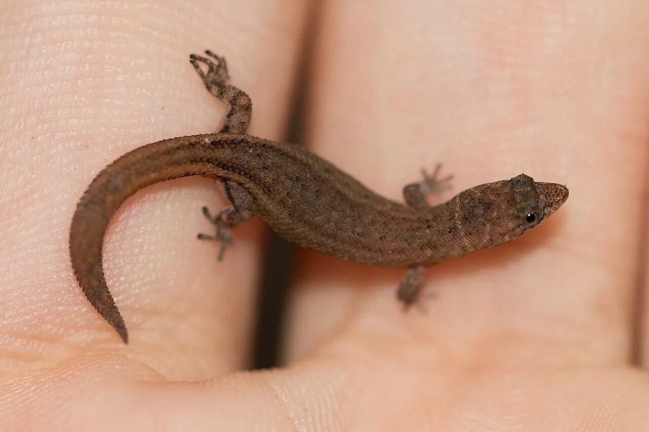 Карликовая ящерица. Карликовый геккон (Sphaerodactylus ariasae). Sphaerodactylus parthenopion. Виргинский круглопалый геккон. Бразильский карликовый геккон.