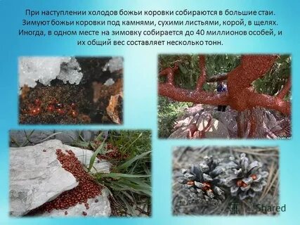 Когда божьи коровки впадают в спячку