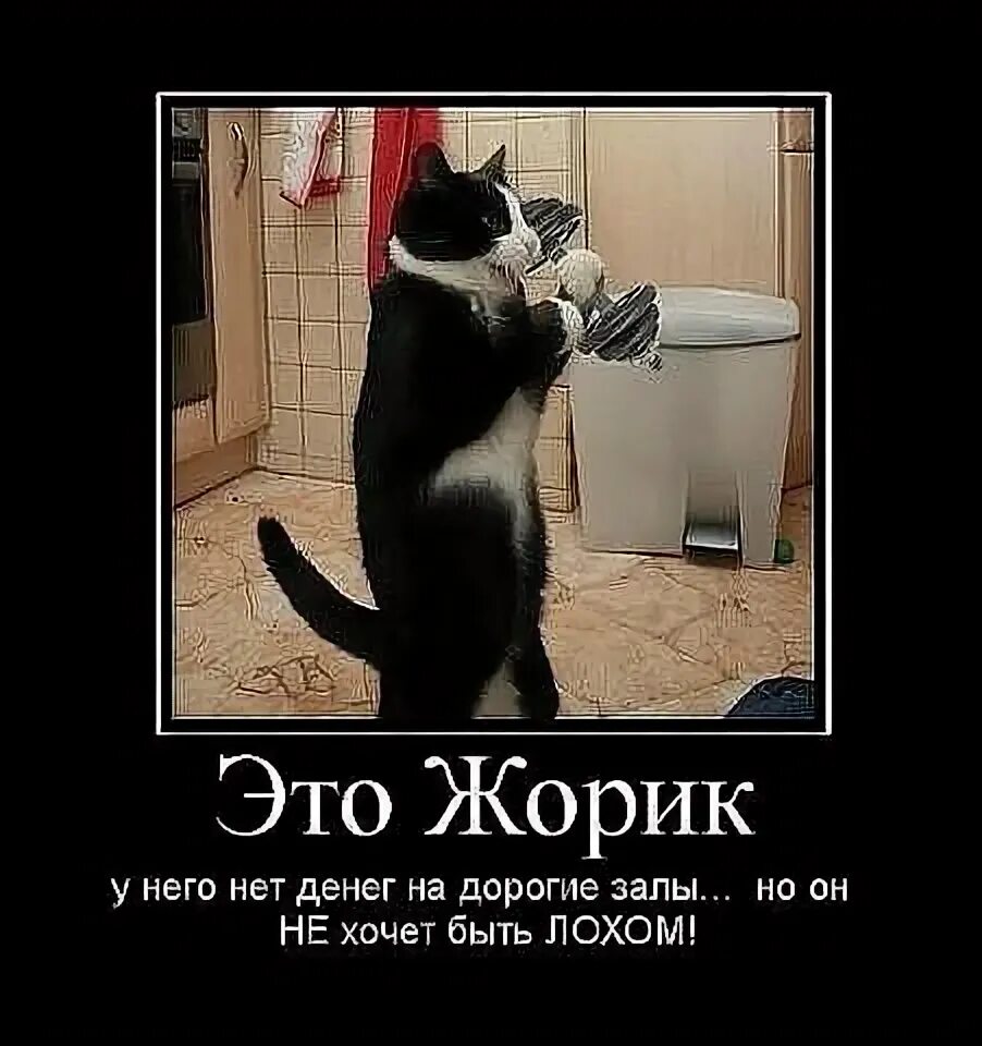 Чьим лучшим другом является жорик. Жорик мем. жорик прикол. шутки про жорика. жорик картинки прикольные картинки.
