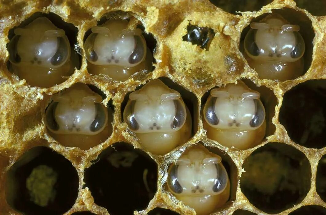 Матка пчелы откладывает яйца. Расплод пчел. Куколка пчелы
