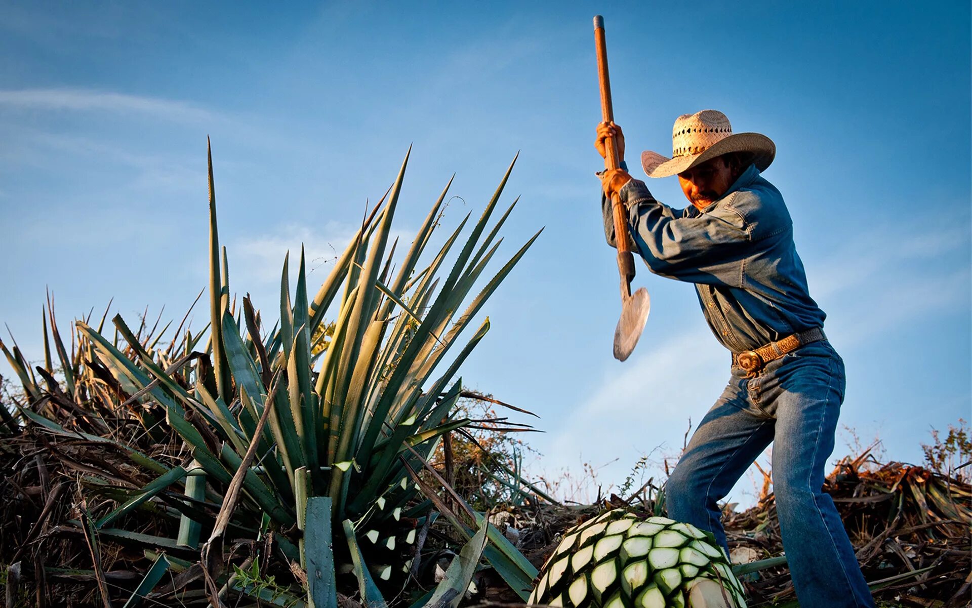 Текила agave. Голубая Агава Мексика. Мексика Кактус Агава. Голубая Агава для текилы. Текила Агава Мексика.