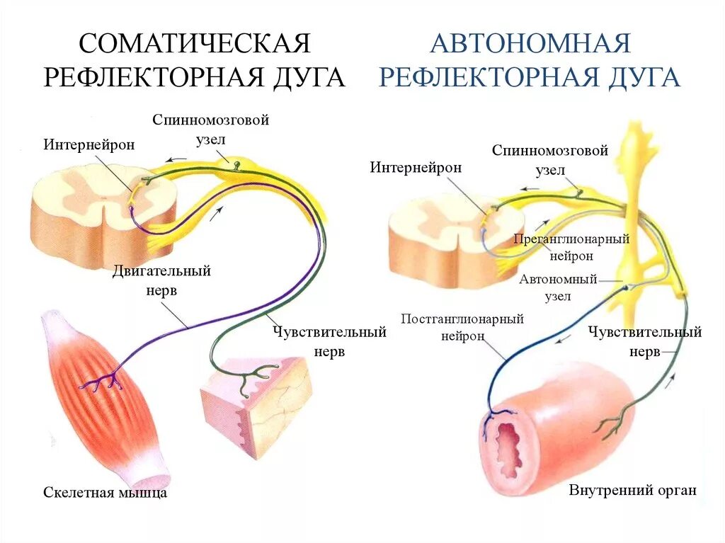 Дуги вегетативной нервной системы. Двигательный путь вегетативной рефлекторной дуги схема. Рефлекторная дуга соматического и вегетативного рефлекса. Рефлекторная дуга соматической нервной системы. Соматическая и автономная рефлекторные дуги схема.