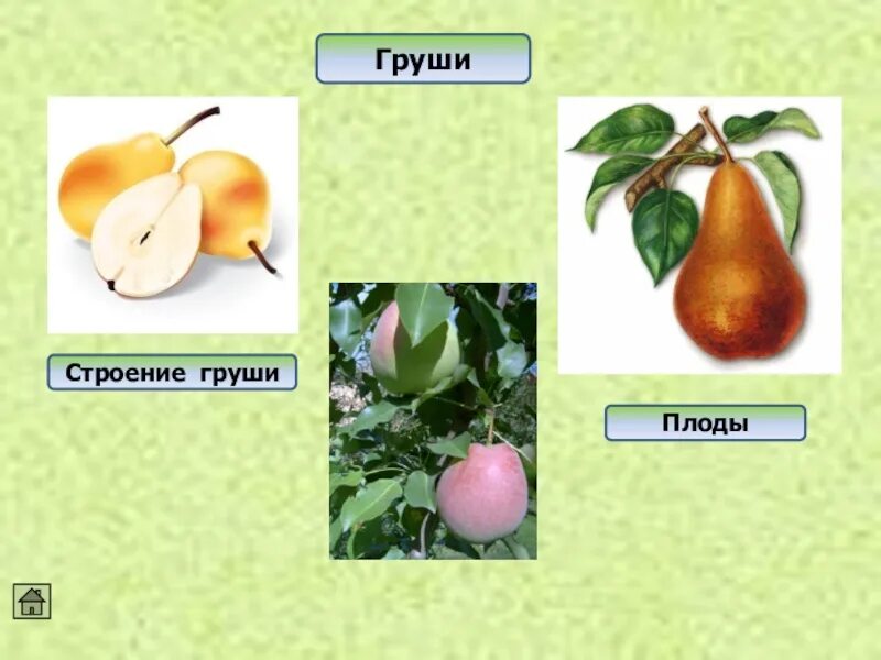 Какой признак внешнего строения груши. Строение плода груши. строение плодов груши. структура груши плода. груша (плод) груши.