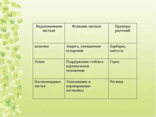 Сколько в жизни плодоносит тюльпан