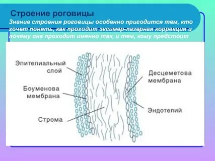 Слои роговицы