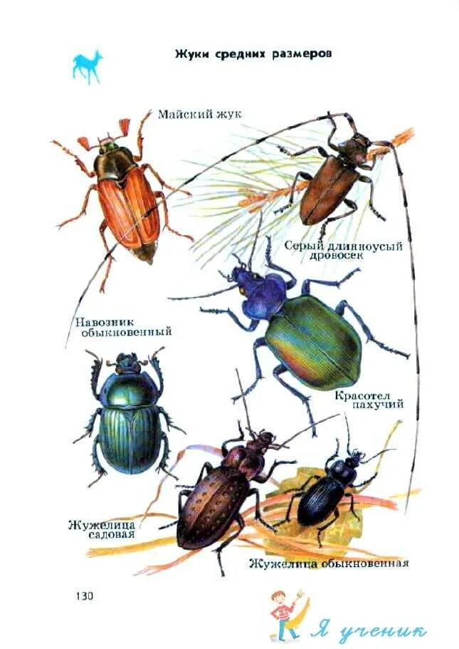 Атлас-определитель от земли до неба 2 класс насекомые. Атлас-определитель от земли до неба 2 насекомые. Атлас-определитель 2 класс окружающий мир насекомые. Атлас определитель 2 класс окружающий насекомые. Атлас-определитель от земли до неба 2 класс насекомые.