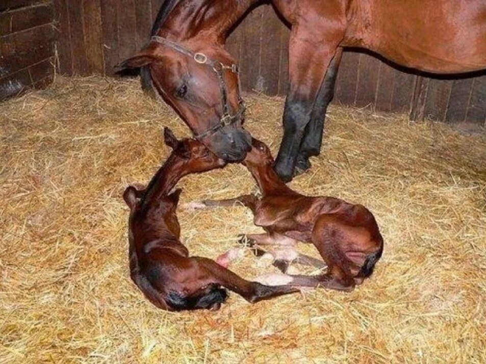 Беременна ли лошадь. Новорожденный жеребенок. Рожа лошади. Рождение жеребенка у лошади.