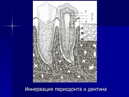 Периодонт особенности строения