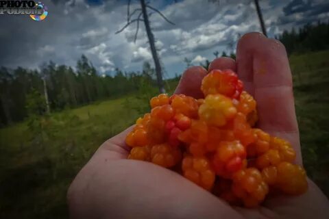 Песня морошка ремикс