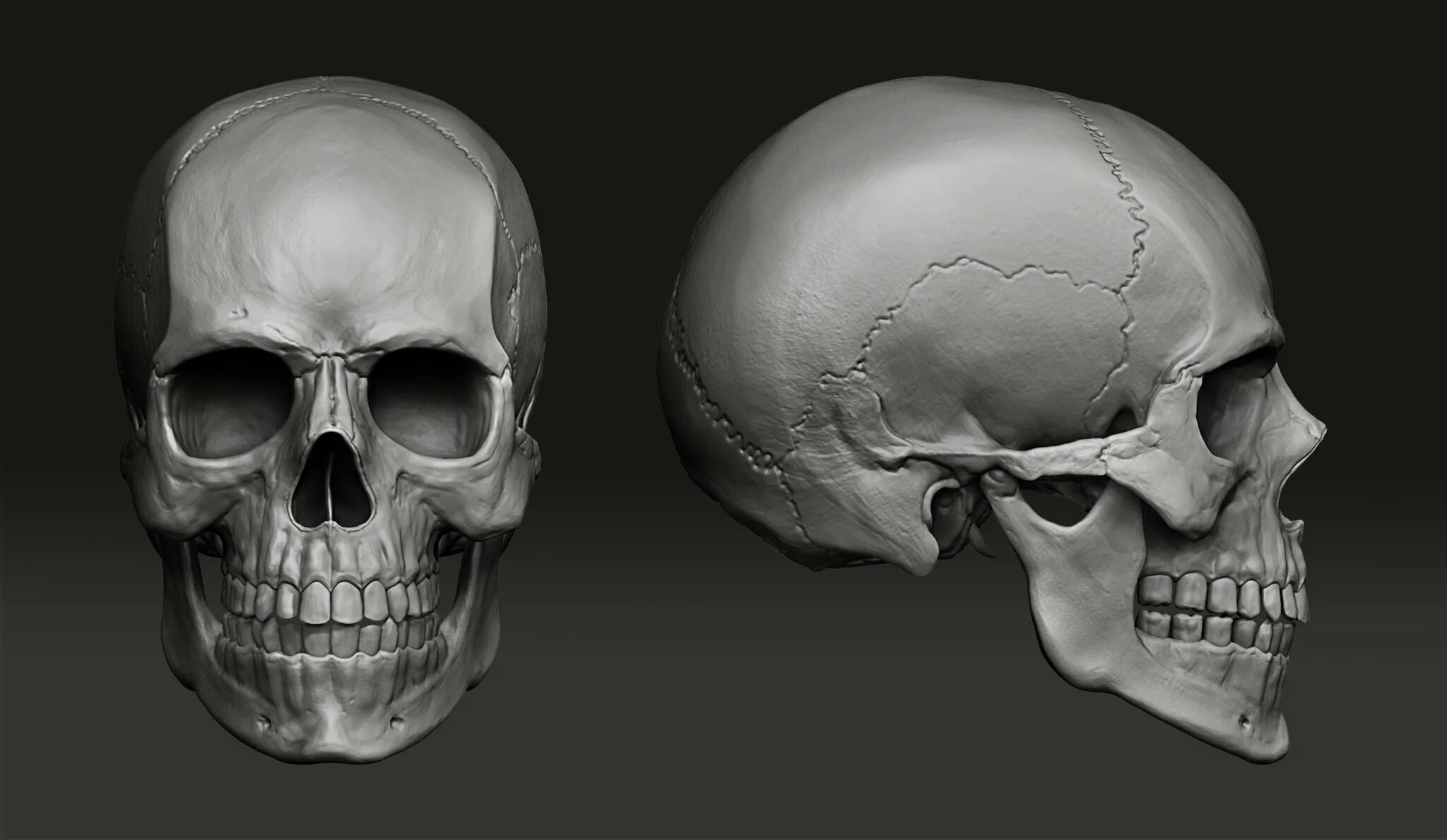 Череп человека. "Череп 3d" da147. Череп фронтально.