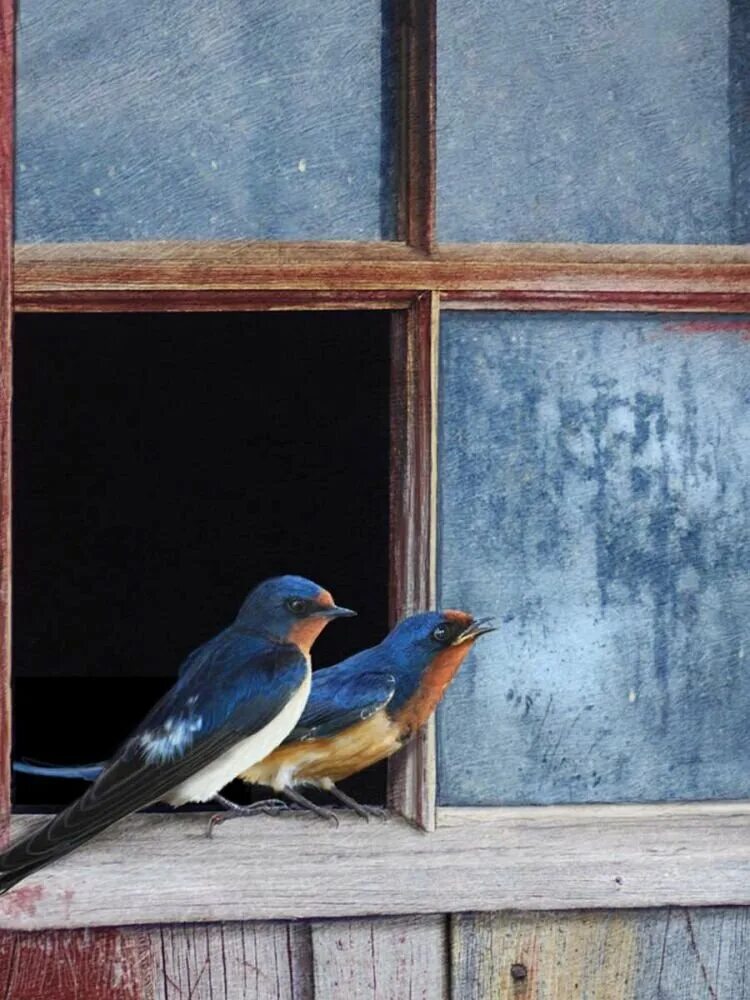 Птички на окна. Птичка на подоконнике. Птицы за окном. Птичка на окошке.