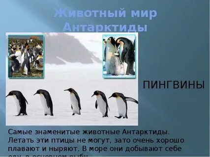 Антарктида 1 класс