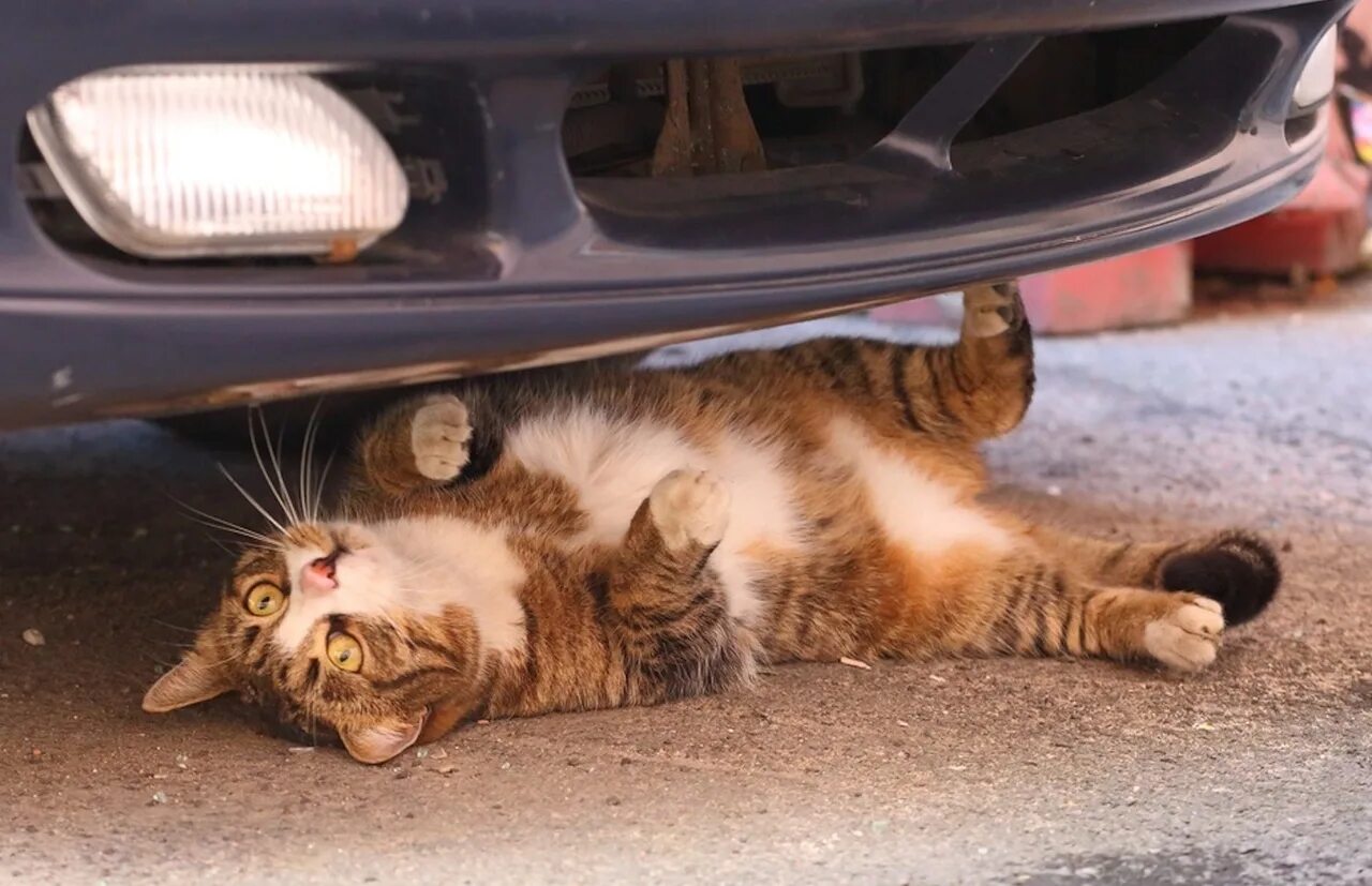 Сбитые кошки на дороге. Котенок под машиной. Раздавленная кошка на дороге. Котики прячутся под машиной.