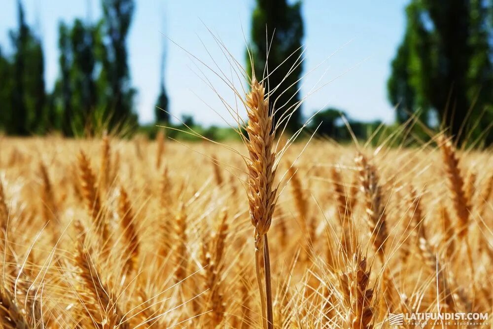 Сорт пшеницы безостая 100. Рожь пшеница ячмень тритикале. Хлебные поля алтая. Ячмень вакула. Ранняя осень поле.
