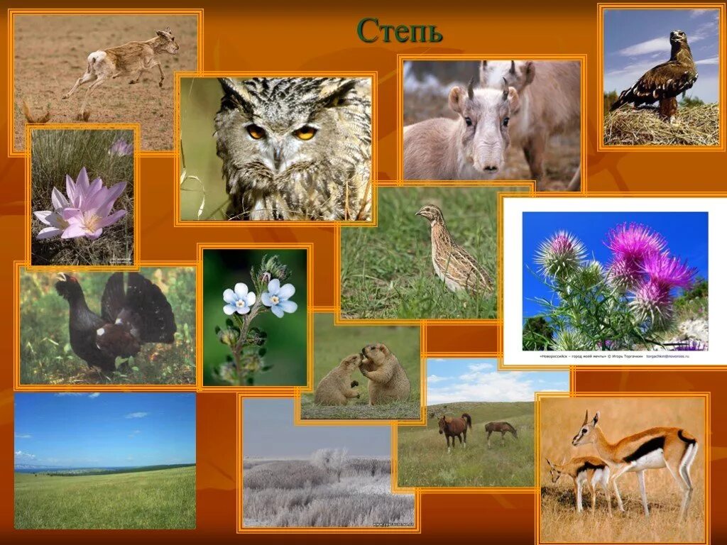 тундра животное и расстние. растения и животные природных зон 4 класс. растительный мир таежной зоны. растения и животные природных зон 4 класс. ландшафты природных зон земли.