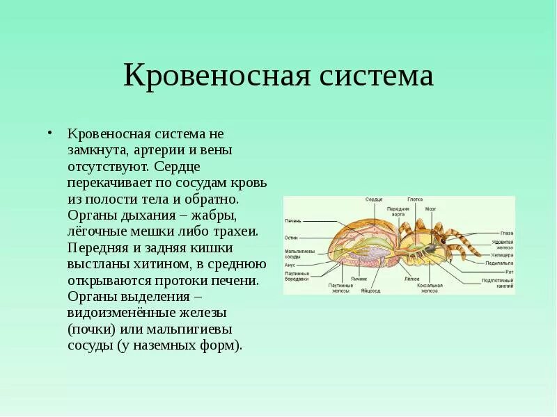 Кровеносное строение паукообразных. Кровообращение паукообразных. кровеносная система паукообразных. органы кровеносной системы паукообразных. тип кровеносной системы у паукообразных.