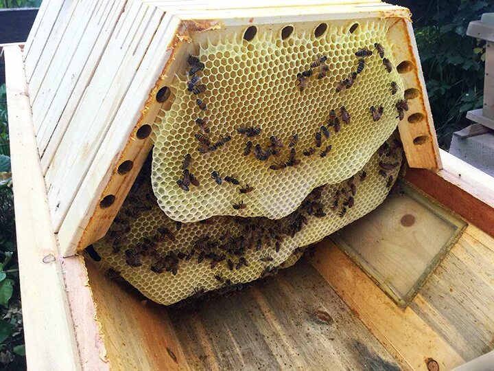 Beehive улей. Улья без сотовые. Улей без фона. Кожуха для ульев. Улей для пчел.