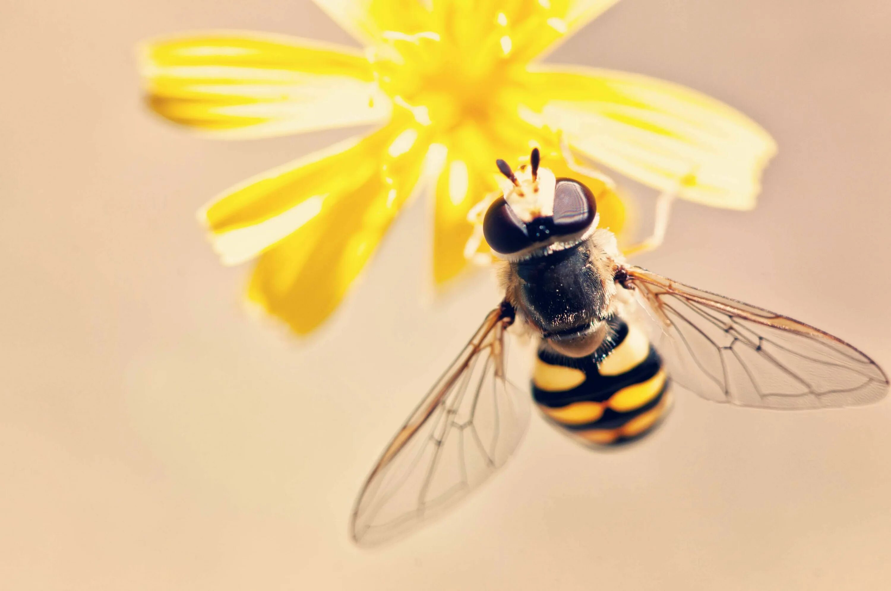 Bee fly. Пчела. Желтая Муха. Пчела в полете. Пчела картинка.