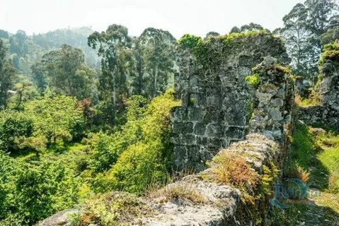 Гонио аджария