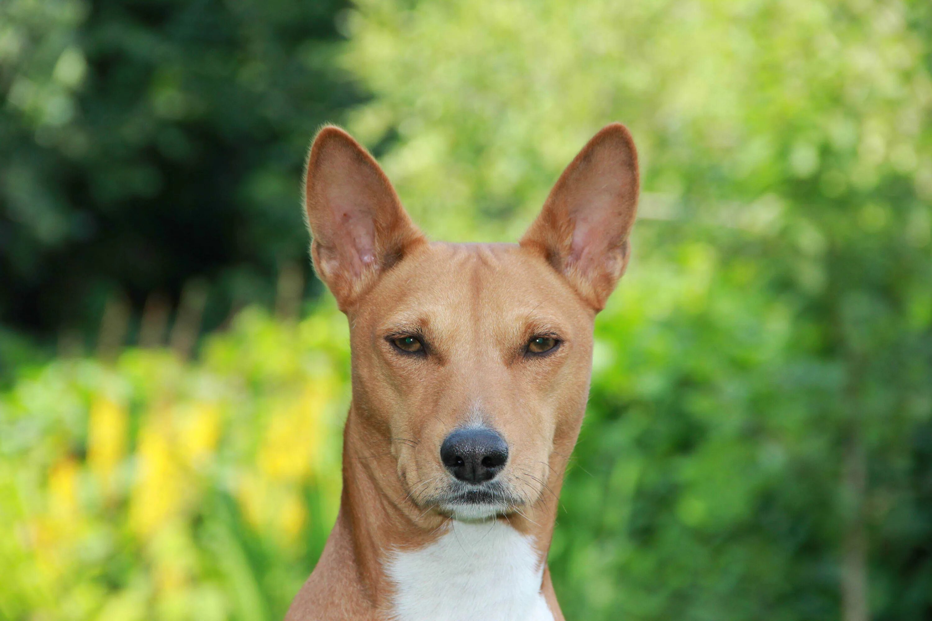 Басенджи. Порода собак басенджи. Африканский басенджи. Порода басенджи. Басенджи карликовый.