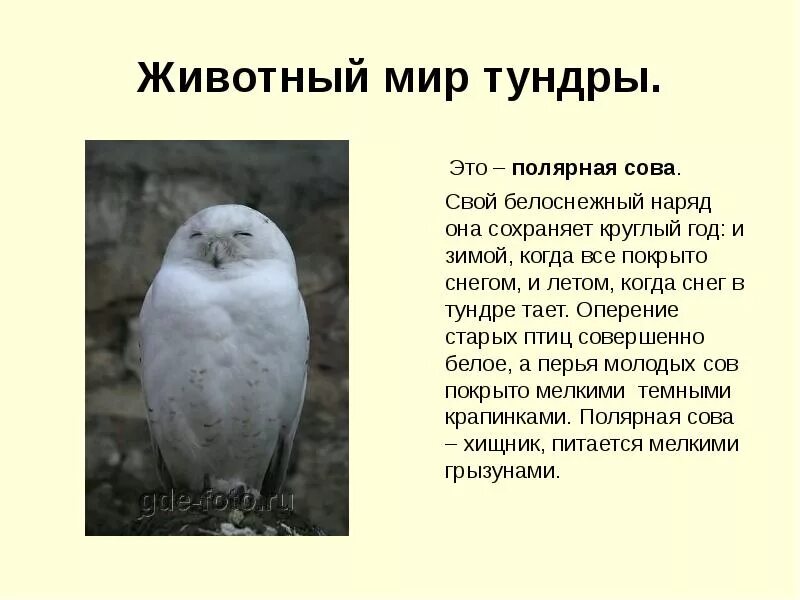 Растительный мир тундры