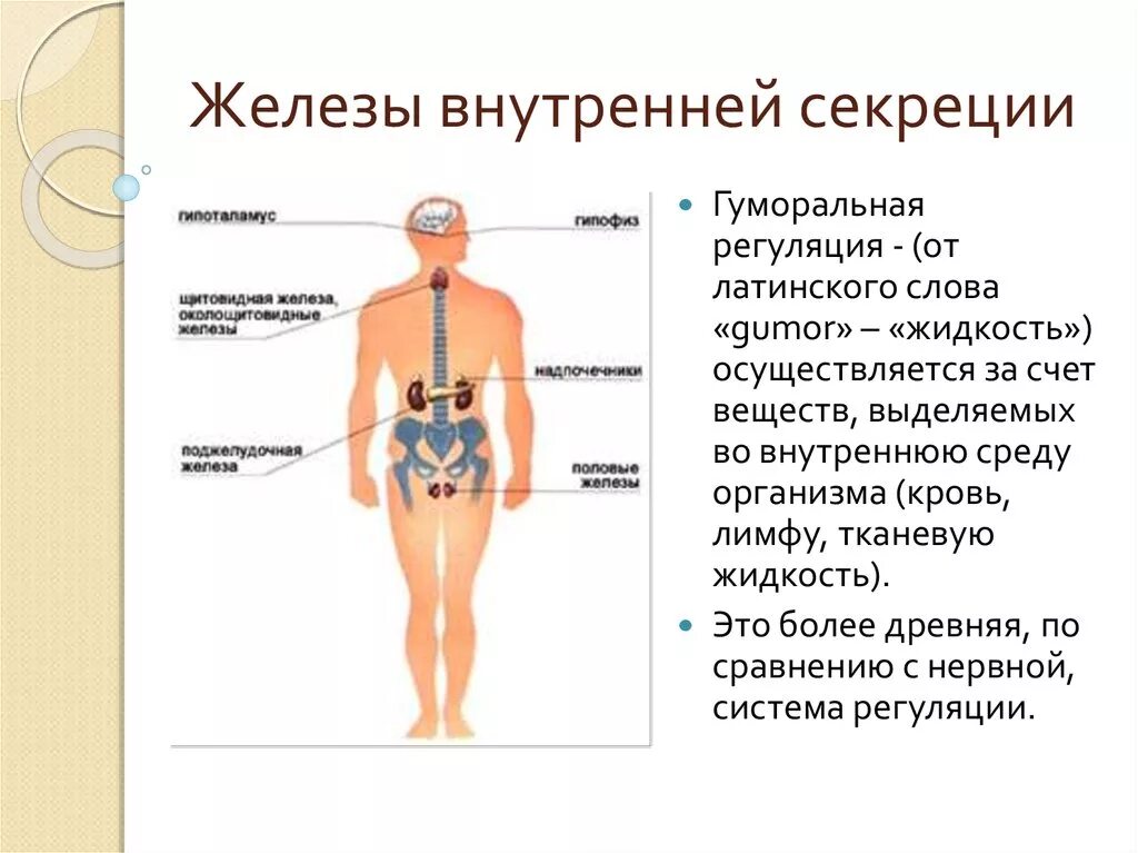 Перечислите железы внутренней секреции. Регуляция организма железы внутренней секреции. Железы внутренней секреции относятся к системе какой. Железы внутренней секреции осуществляют гуморальную регуляцию.